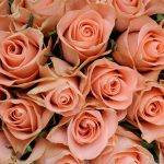 5 niezawodnych porad dotyczących uprawy róż bukietowych